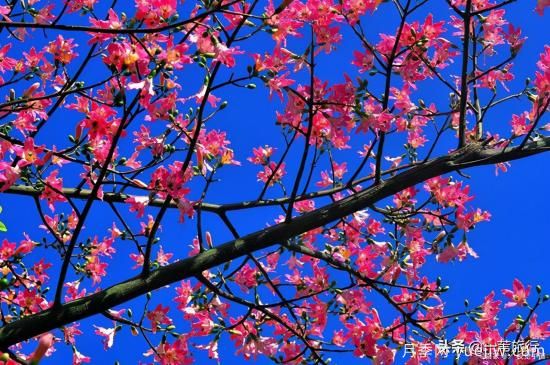 廣州常見(jiàn)花木，花城看花都看什么花(圖8)