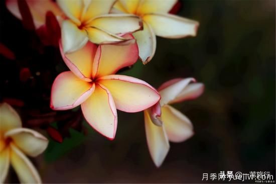 廣州常見(jiàn)花木，花城看花都看什么花(圖10)