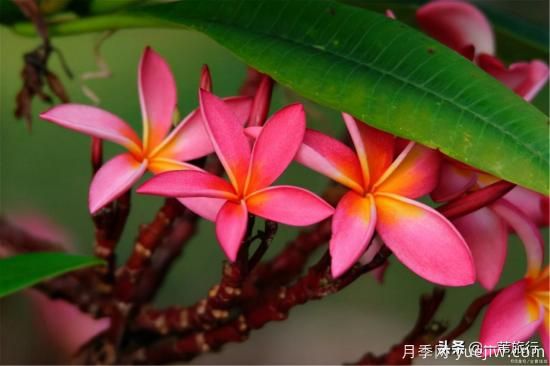 廣州常見(jiàn)花木，花城看花都看什么花(圖9)