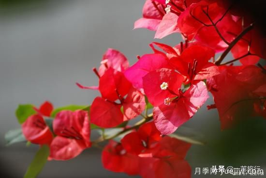 廣州常見(jiàn)花木，花城看花都看什么花(圖11)