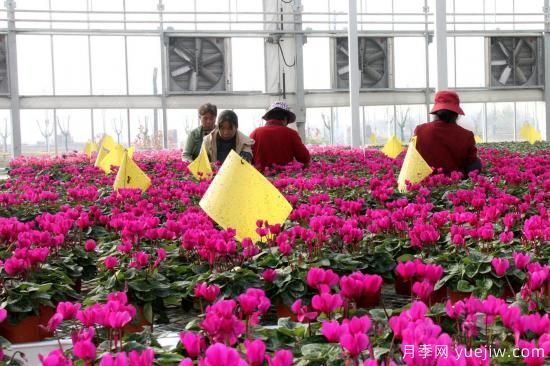 揚州高郵：每天發(fā)貨30萬(wàn)株，花工廠(chǎng)綻放鄉村振興致富花(圖1)