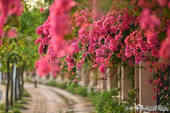 廣州常見(jiàn)花木，花城看花都看什么花(圖12)