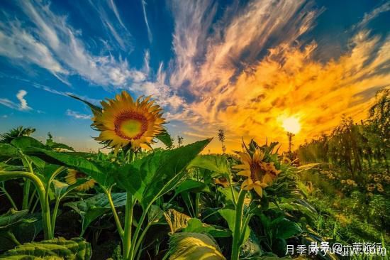 廣州常見(jiàn)花木，花城看花都看什么花(圖13)