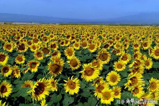 廣州常見(jiàn)花木，花城看花都看什么花(圖14)