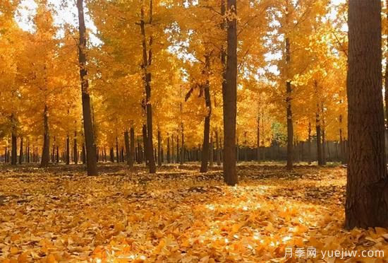 無(wú)花勝有花，這7種秋色葉樹(shù)種簡(jiǎn)直美炸天(圖2)