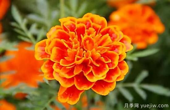 萬(wàn)壽菊及常見(jiàn)品種介紹(圖1)