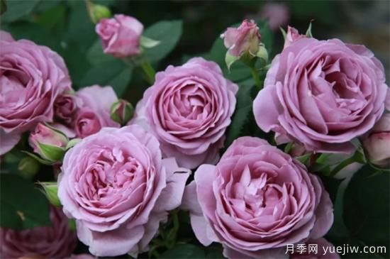推薦6個(gè)勤花且抗病性強的經(jīng)典品種月季(圖1)