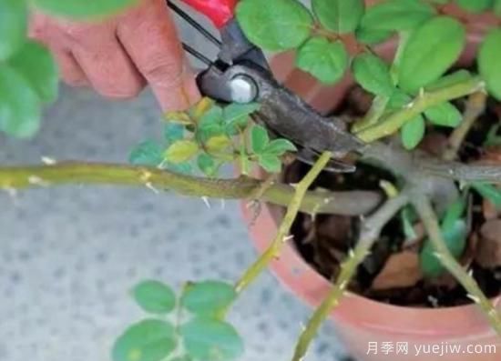 天冷了就給月季修剪？月季具體修剪的時(shí)間和方法(圖1)