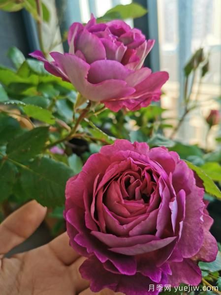 哈德斯菲爾德合唱團月季，又美又香陽(yáng)臺上養棵四季賞花(圖2)