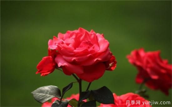 熱門(mén)10種月季，開(kāi)成花海開(kāi)成瀑布開(kāi)花不斷(圖1)