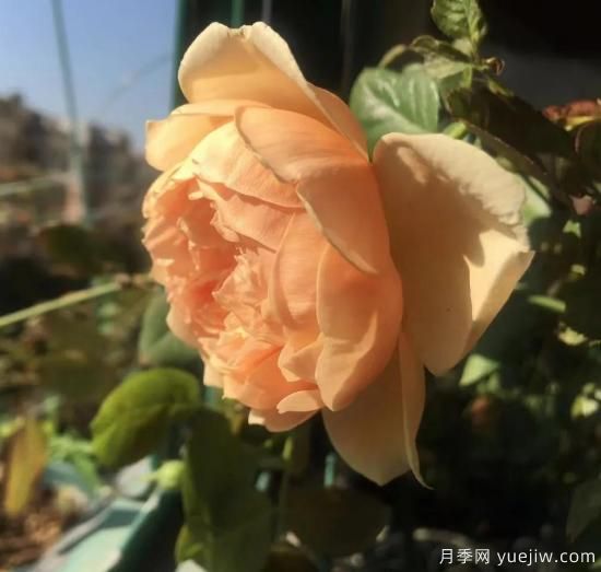 廣東陽(yáng)臺黨必入5種月季，耐熱又好養(圖1)