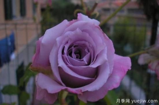 熱門(mén)10種月季，開(kāi)成花海開(kāi)成瀑布開(kāi)花不斷(圖2)