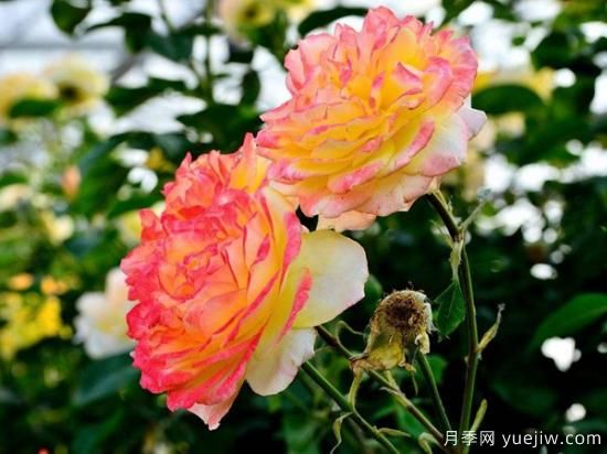 熱門(mén)10種月季，開(kāi)成花海開(kāi)成瀑布開(kāi)花不斷(圖3)