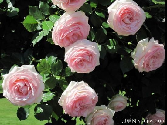 熱門(mén)10種月季，開(kāi)成花海開(kāi)成瀑布開(kāi)花不斷(圖4)