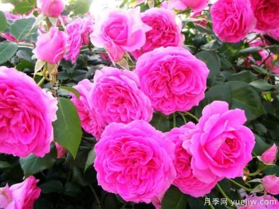 熱門(mén)10種月季，開(kāi)成花海開(kāi)成瀑布開(kāi)花不斷(圖5)