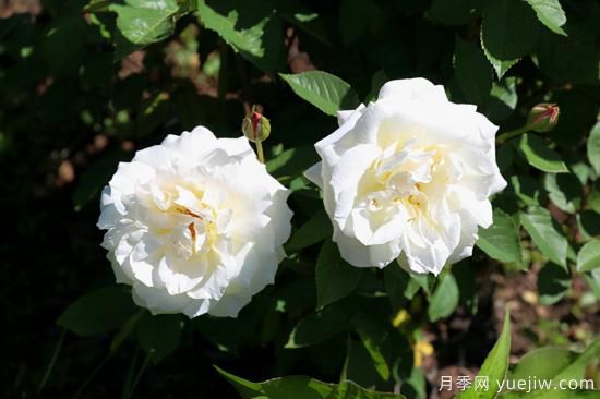 熱門(mén)10種月季，開(kāi)成花海開(kāi)成瀑布開(kāi)花不斷(圖6)