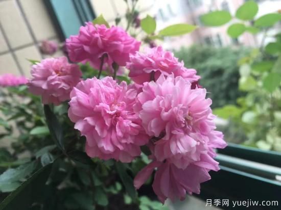 廣東陽(yáng)臺黨必入5種月季，耐熱又好養(圖3)