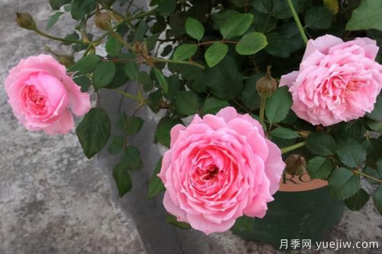 熱門(mén)10種月季，開(kāi)成花海開(kāi)成瀑布開(kāi)花不斷(圖7)