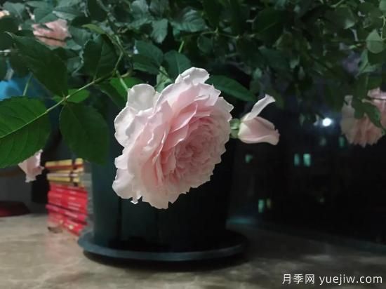 廣東陽(yáng)臺黨必入5種月季，耐熱又好養(圖2)