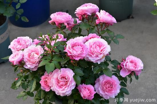 熱門(mén)10種月季，開(kāi)成花海開(kāi)成瀑布開(kāi)花不斷(圖8)