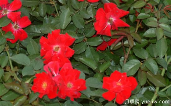 熱門(mén)10種月季，開(kāi)成花海開(kāi)成瀑布開(kāi)花不斷(圖10)