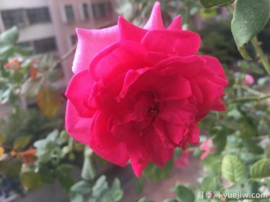 廣東陽(yáng)臺黨必入5種月季，耐熱又好養(圖5)