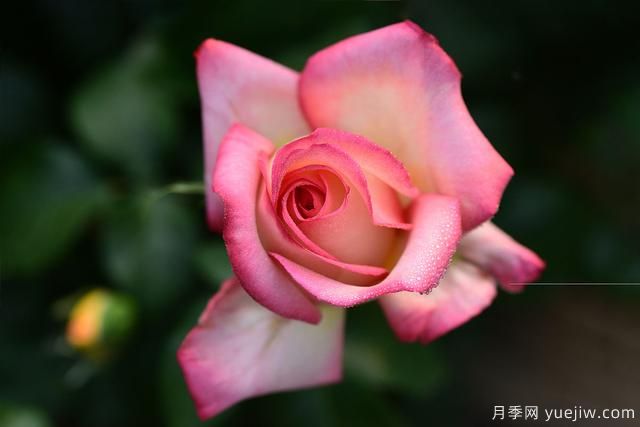 冬季如何養月季花？上肥澆水修剪清園(圖1)