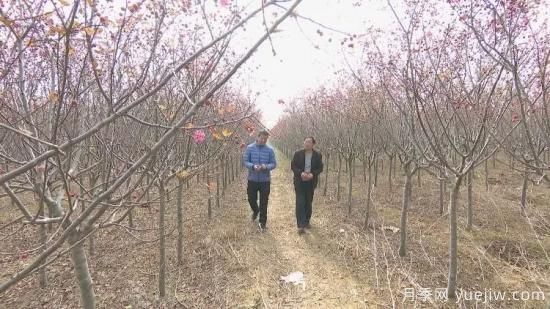 菏澤成武：千畝海棠反季節開(kāi)花，逆襲深秋成一景(圖2)