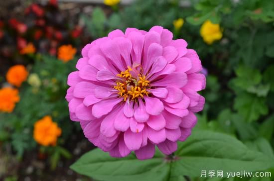 100種常見(jiàn)花卉的栽培大全，送給愛(ài)養花的你(圖2)