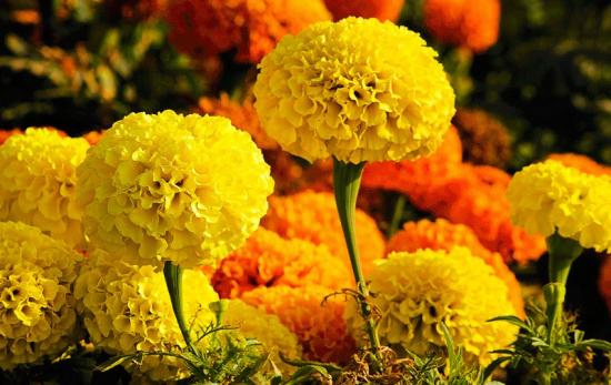 100種常見(jiàn)花卉的栽培大全，送給愛(ài)養花的你(圖1)