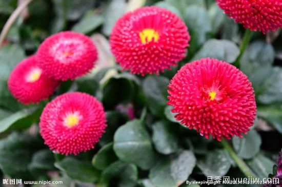 100種常見(jiàn)花卉的栽培大全，送給愛(ài)養花的你(圖3)