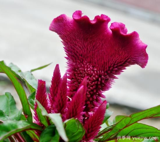 100種常見(jiàn)花卉的栽培大全，送給愛(ài)養花的你(圖4)