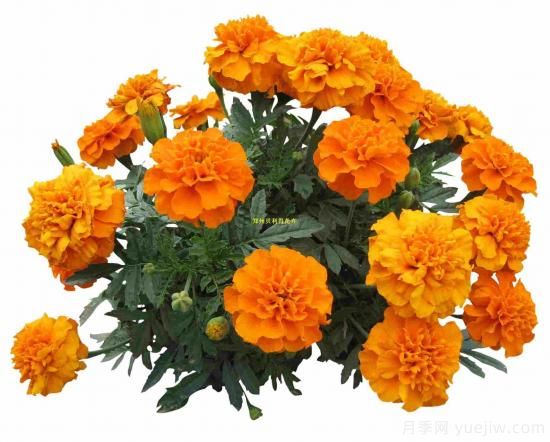 100種常見(jiàn)花卉的栽培大全，送給愛(ài)養花的你(圖5)