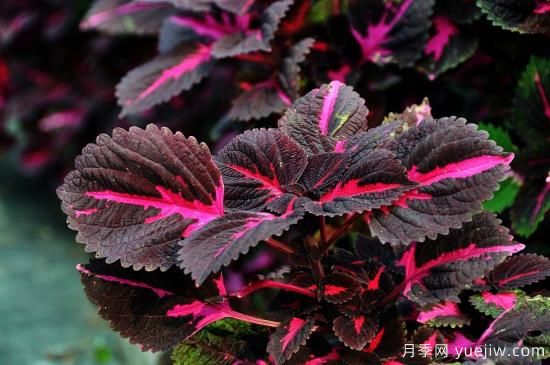 100種常見(jiàn)花卉的栽培大全，送給愛(ài)養花的你(圖6)