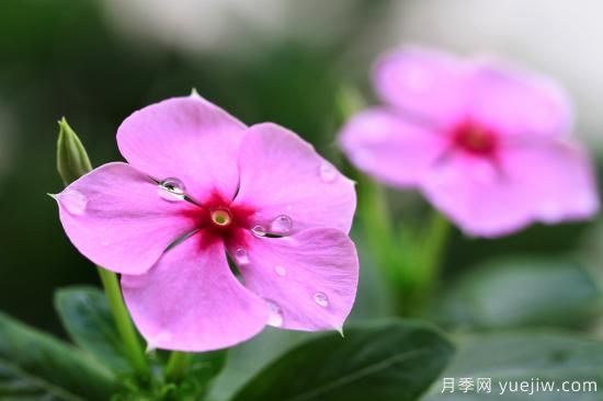 100種常見(jiàn)花卉的栽培大全，送給愛(ài)養花的你(圖9)