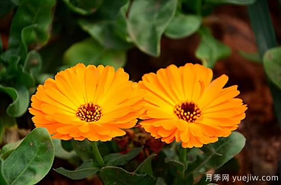 100種常見(jiàn)花卉的栽培大全，送給愛(ài)養花的你(圖10)