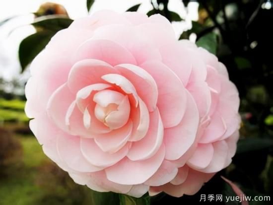 100種常見(jiàn)花卉的栽培大全，送給愛(ài)養花的你(圖11)