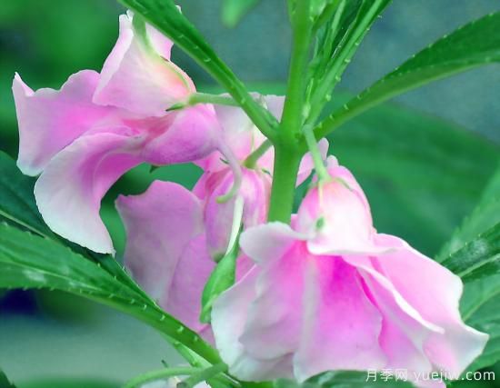 100種常見(jiàn)花卉的栽培大全，送給愛(ài)養花的你(圖12)