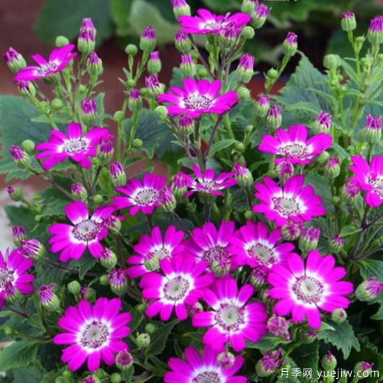 100種常見(jiàn)花卉的栽培大全，送給愛(ài)養花的你(圖16)
