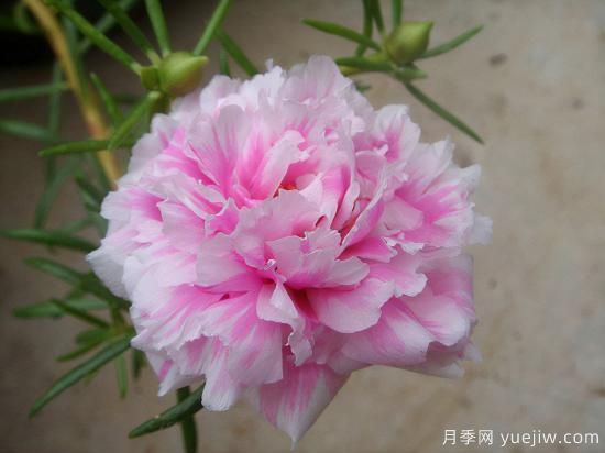 100種常見(jiàn)花卉的栽培大全，送給愛(ài)養花的你(圖13)