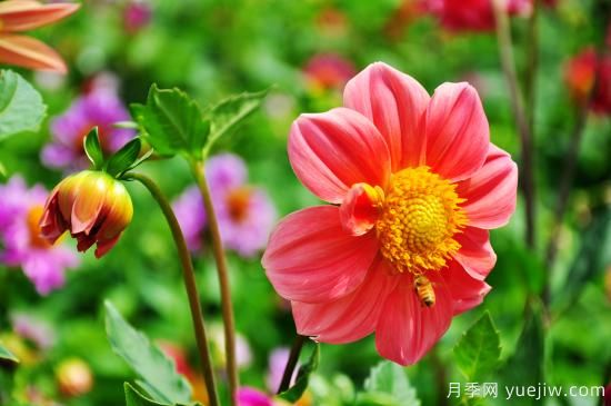 100種常見(jiàn)花卉的栽培大全，送給愛(ài)養花的你(圖14)