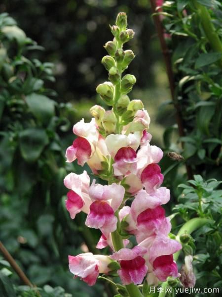 100種常見(jiàn)花卉的栽培大全，送給愛(ài)養花的你(圖15)