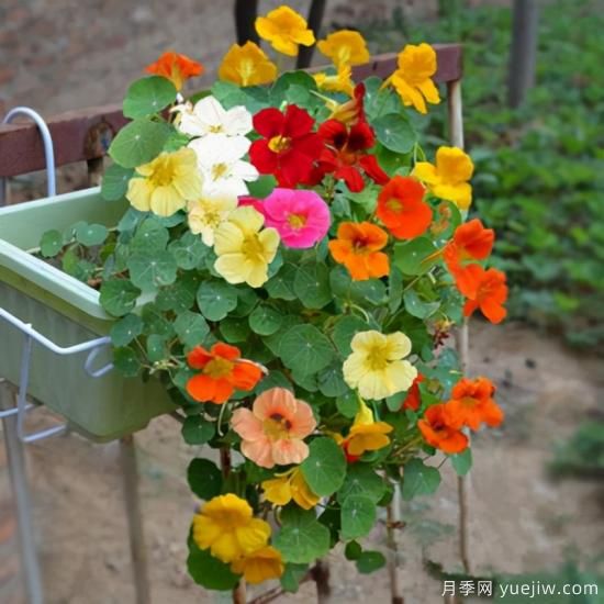 100種常見(jiàn)花卉的栽培大全，送給愛(ài)養花的你(圖17)