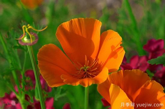 100種常見(jiàn)花卉的栽培大全，送給愛(ài)養花的你(圖19)