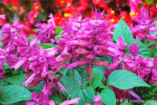 100種常見(jiàn)花卉的栽培大全，送給愛(ài)養花的你(圖20)