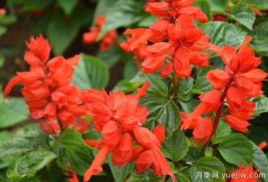 100種常見(jiàn)花卉的栽培大全，送給愛(ài)養花的你(圖21)