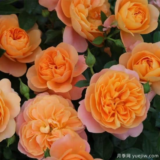 精挑推薦十個(gè)月季花品種，爭奇斗艷形態(tài)顏色各異(圖1)