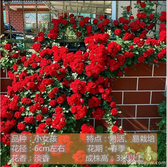 精挑推薦十個(gè)月季花品種，爭奇斗艷形態(tài)顏色各異(圖2)