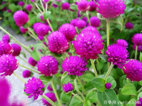 100種常見(jiàn)花卉的栽培大全，送給愛(ài)養花的你(圖25)