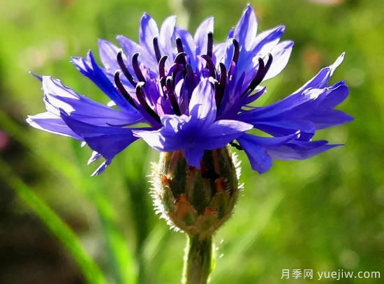 100種常見(jiàn)花卉的栽培大全，送給愛(ài)養花的你(圖26)